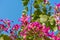 Pink Bauhinia flower blooming, commonly called the Hong Kong Orchid Tree, which is cultivated at the Hong Kong Botanic Gardens and