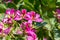 Pink Bauhinia flower blooming, commonly called the Hong Kong Orchid Tree, which is cultivated at the Hong Kong Botanic Gardens and