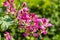 Pink Bauhinia flower blooming, commonly called the Hong Kong Orchid Tree, which is cultivated at the Hong Kong Botanic Gardens and