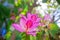 Pink Bauhinia orchid