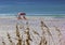 Pink Beach Chairs and Umbrella on Destin Beach, Florida