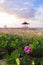 Pink Beach Morning Glory Flower Blossom Near Seashore During Summer