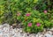 Pink beach rose in bloom