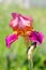 Pink Bearded Iris Flower