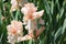 Pink bearded iris flower