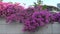 Pink beautiful bougainvillea flowers over stone fence