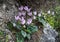 Pink beautiful Cyclamen wild flowers on a rock.