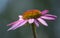 Pink beautiful Echinacea flower growing in nature, close-up