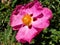 Pink beautiful flower Cistus salviifolius