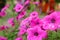 Pink beautiful flower Petunia baskets flowers