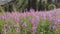 Pink beautiful flowers against the backdrop of a mountain landscape