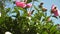 Pink beautiful flowers of peonies shakes the wind in spring in the garden. Beautiful buds bloom Paeonia lactiflora in