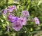 Pink beautiful flowers Phlox- flox in the garden