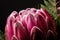 Pink beautiful king protea flower in bloom on a black background