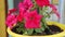 Pink beautiful petunia flowers growing in a pot in summer, close-up.