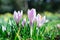 Pink beautiful spring flowers  crocus on field