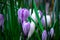 Pink beautiful spring flowers  crocus on field