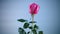 pink beautiful summer roses isolated on blue