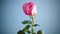 pink beautiful summer roses isolated on blue