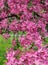 Pink beautiful tree flowers paradise apple tree on a background