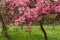 Pink beautiful tree flowers paradise apple tree on a background