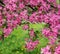 Pink beautiful tree flowers paradise apple tree on a background