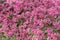 Pink beautiful tree flowers paradise apple tree on a background