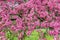 Pink beautiful tree flowers paradise apple tree on a background