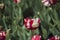 Pink beautiful tricolored parrot spring tulip. Fancy parrot tulips