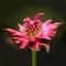 Pink bee balm flower blooming in a garden