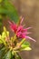 Pink bee balm spikey flower Monarda didyma