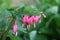 Pink Beeding Hearts in the garden ,Spring flowers Bleeding Hearts macro, pink flowers,floral photography,macro photography,stock p