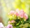 Pink begonia flower