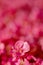 Pink Begonia Flower Background