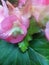 Pink Begonia Flower, Green Leaves, Rain Drops, Fairy Forest, Enchanted, Magical, Tropical Roses, Nature