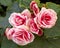 Pink begonia flowers closeup