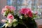 Pink begonia flowers in pot at home