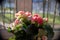 Pink begonia flowers in pot at home