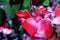 Pink Begonia flowwers