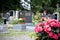 Pink begonia at a tombstone