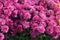 Pink Belgium Mum, Chrysanthemum morifolium Pink