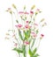 Pink bell flower bunch on white background