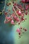 Pink bell shaped flowers of the Australian native hybrid flame tree Brachychiton roseus