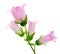 Pink bellflower