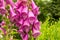 Pink bellflower with green leaves