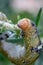 Pink-bellied Moth Caterpillar Feeding on a Grevillea Bush, Romsey, Victoria, Australia, March 2021