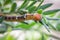 Pink-bellied Moth Caterpillar Feeding on a Grevillea Bush, Romsey, Victoria, Australia, March 2021