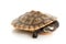 Pink-bellied Sideneck Turtle