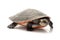 Pink-bellied Sideneck Turtle