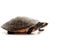 Pink-bellied Sideneck Turtle